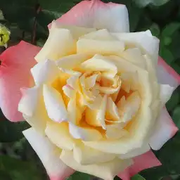 Franța, 1955 - Trandafiri - Rose Aimée™ - 